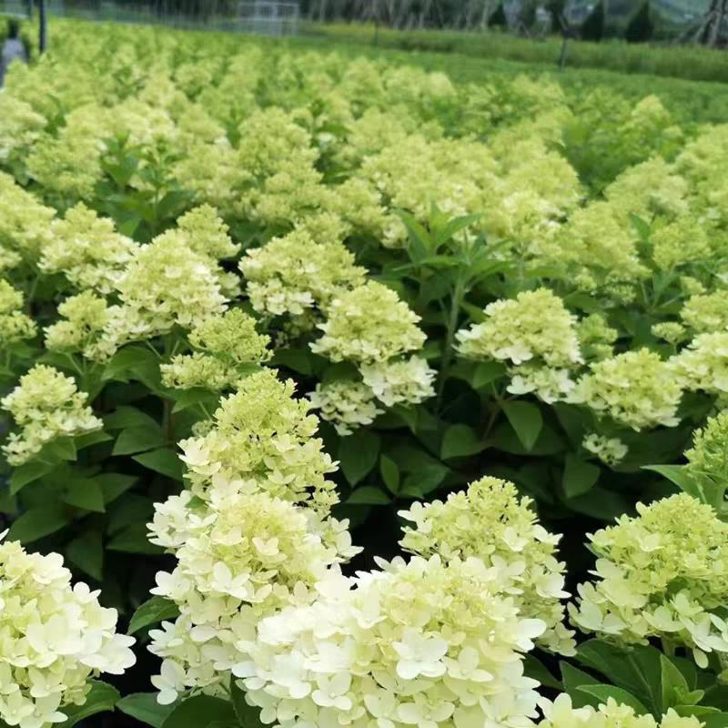 圆锥木绣球香草草莓露天苗四季耐寒耐热庭院阳台可种植绣球花盆栽