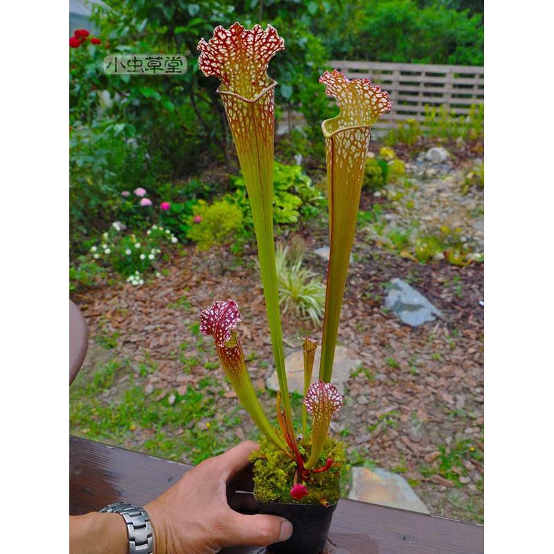 虫草植角小虫盆栽食组合成思白海植物花园株套装草堂大朱迪绿瓶子