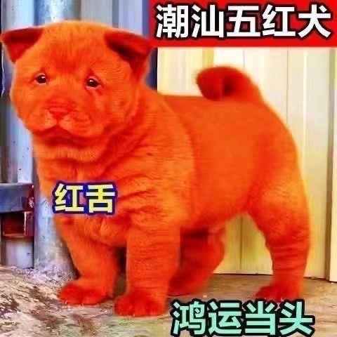 五红犬潮汕土猎犬虎头田园犬中华田园犬四眼狗活体红色土狗看门狗 宠物/宠物食品及用品 狗狗 原图主图