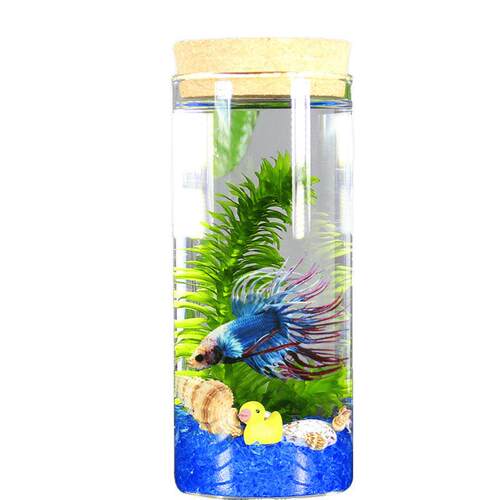 微景观生态鱼瓶免换水斗鱼缸桌面摆件宠物小型水族瓶