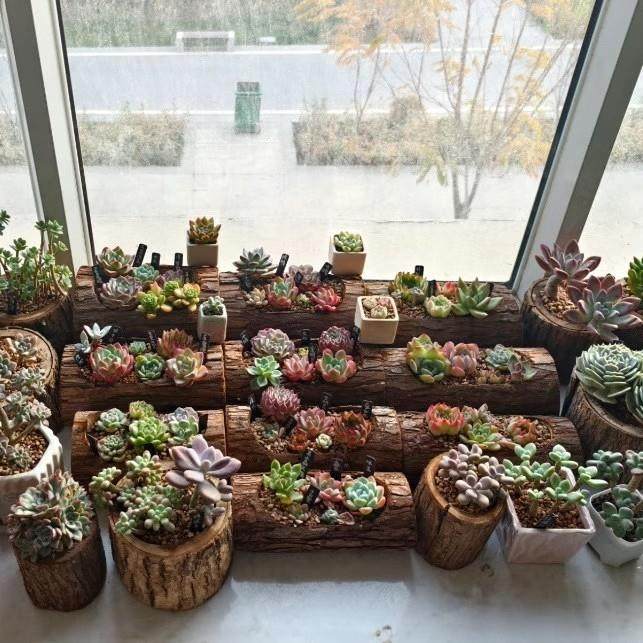 木槽花槽多肉原木花盆实木木头花槽盆栽挂壁木槽天涯网红拍摄道具