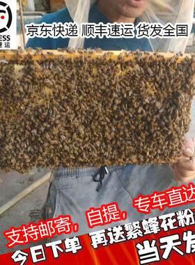 中蜂蜂群带王蜜蜂蜂群养殖带子脾阿坝中蜂带蜂箱中华土蜂活体出售