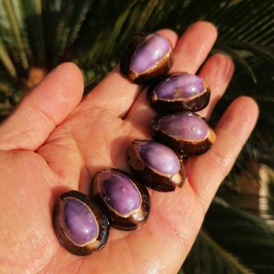 天然海螺贝壳抛光紫色宝螺水族鱼缸造景装饰墙贴手工DIY景观造景