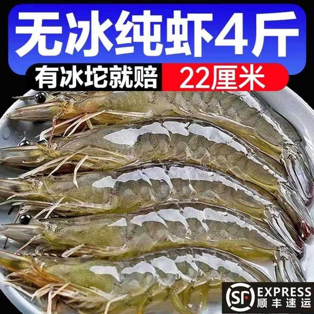 天津对虾大虾鲜活冷冻无冰大个虾新鲜特大海虾新鲜对虾盐冻大虾海