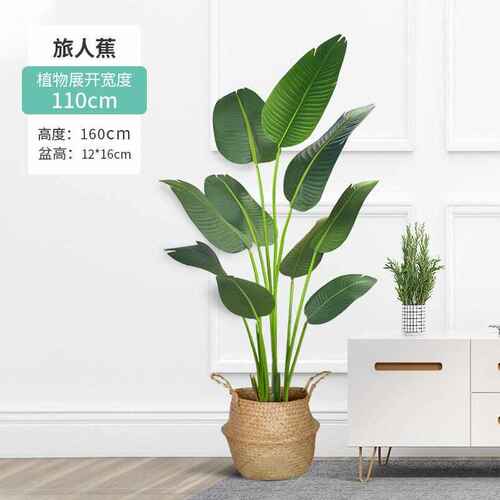 室内装饰植散树仿真仿真葵绿假树仿真盆栽尾植物盆景旅人批发蕉