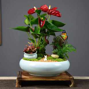 红掌盆栽一帆风顺盆景鸿运当头办公室内客厅花卉绿植四季好养植物