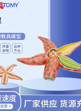 供应PNT-0819 仿真海洋生物模型 海星棘皮动物儿童科教模型