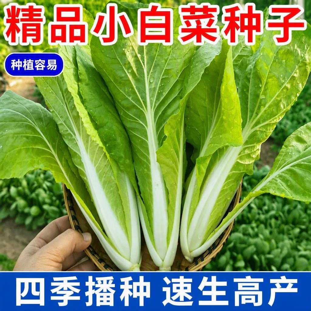 经典四季甜脆奶油小白菜种子速生快菜高产春夏季庭院盆栽蔬菜种子