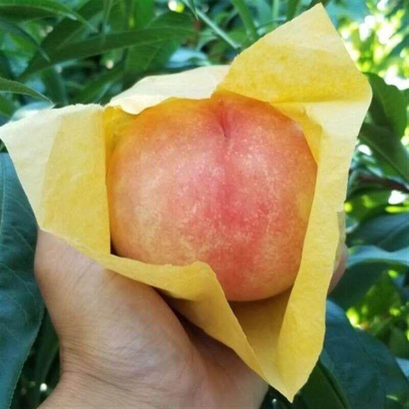 果农桃袋果袋水果纸袋桃子套袋育果袋防水防虫防鸟柑橘袋结实耐用