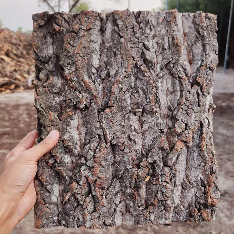 香槟树皮爬宠专用蜘蛛蝎子躲避遮挡造景背景板室内外装饰空气凤梨