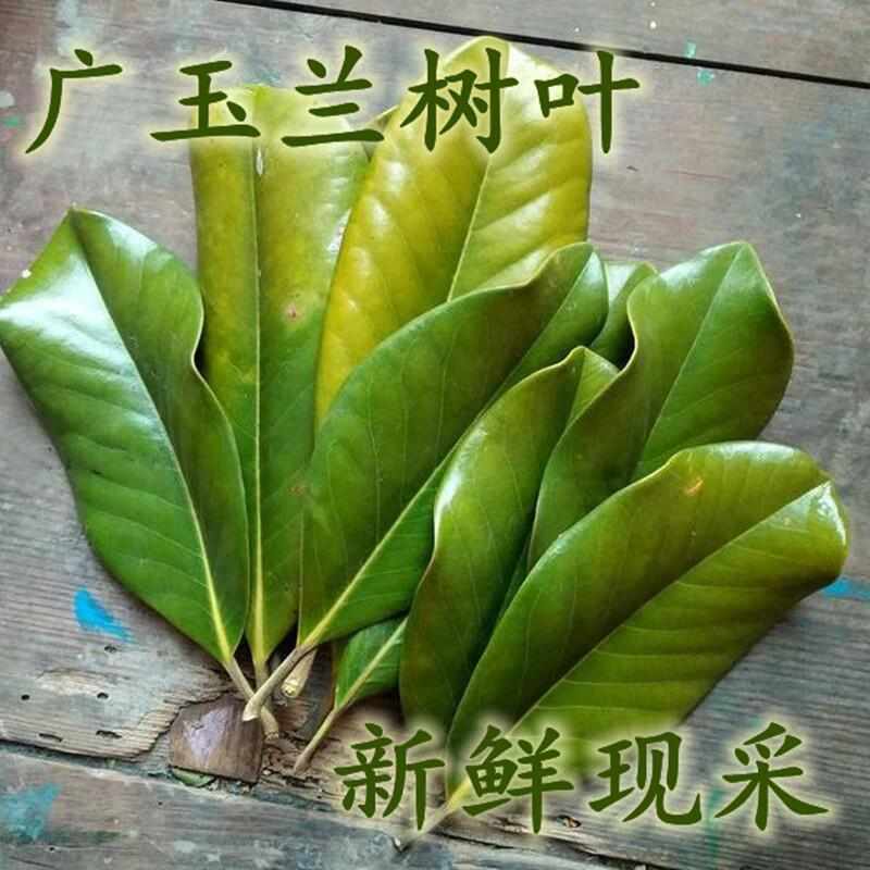 广玉兰树叶新鲜白玉兰干树叶脱胎漆器材料画真树叶子教学标本手工