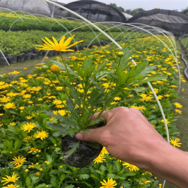 菊花盆栽带花木春菊老桩四季开花苗茼蒿菊庭院花园花卉姬小菊