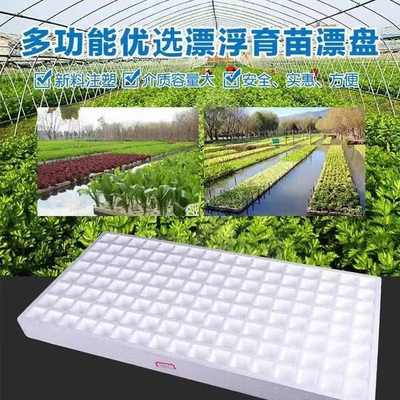 加厚加密型漂盘水培泡沫漂浮育苗盘辣椒西瓜番茄育苗作物专用育苗