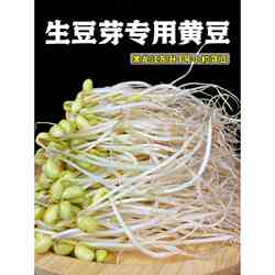 东北东升1号小粒黄豆发芽豆生长黄豆芽豆子纳豆非转基因海伦大豆