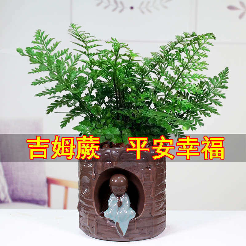 吉姆蕨平安蕨盆栽客厅植物四季常青绿植办公室内好养易活净化空气