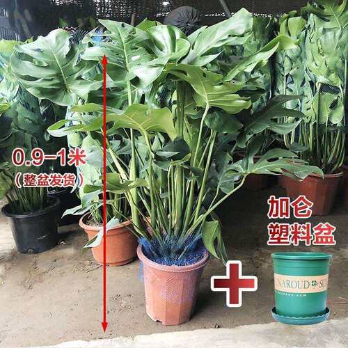 龟背竹大型盆栽土培植物室内客厅大叶绿植 龟背竹1-1.1米4-6株 原