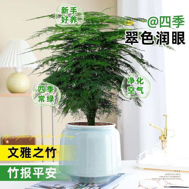文竹盆栽盆景植物室内客厅花卉办公室桌面绿植四季常青好养大盆栽