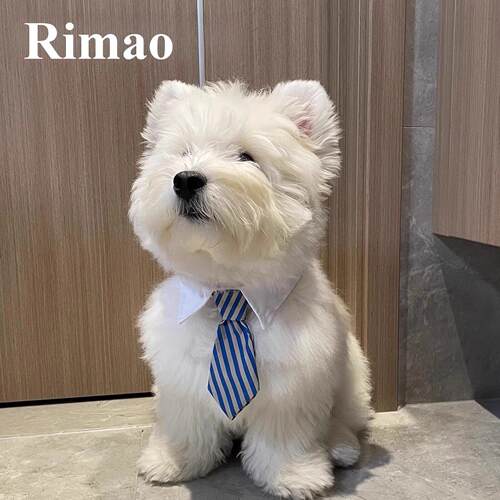 狗狗领带宠物围脖小狗口水巾围兜柴犬西高地围巾配饰猫咪领巾装饰