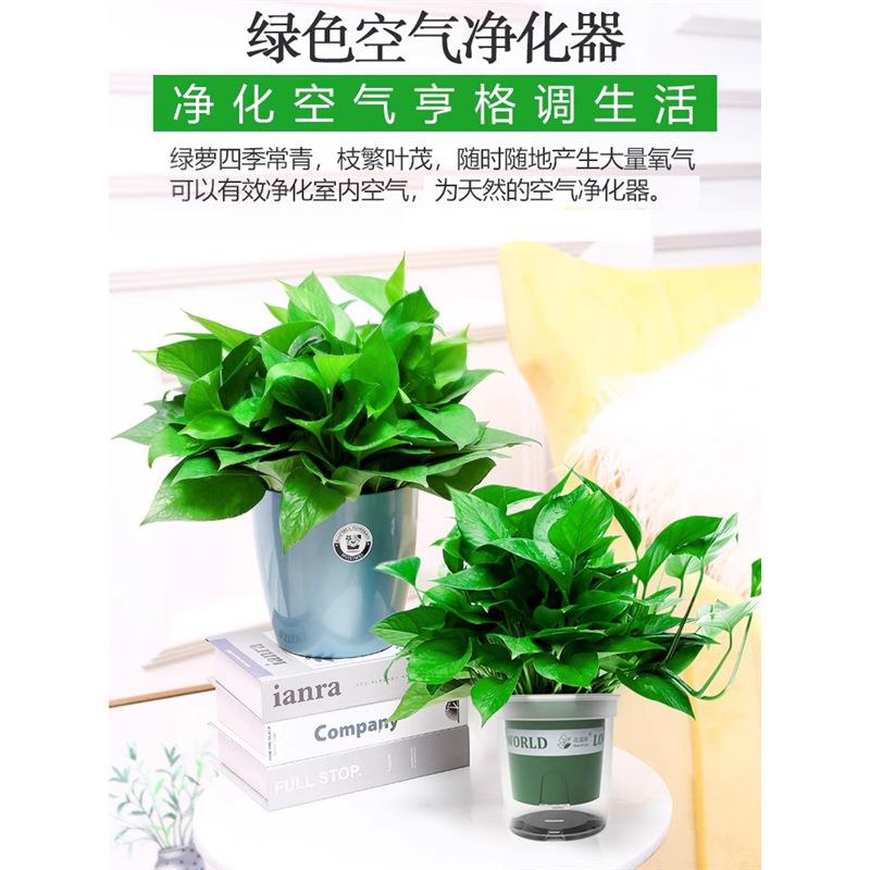 绿萝盆栽大盆栽办公室内植物净化空气绿植客厅大叶绿箩好养活