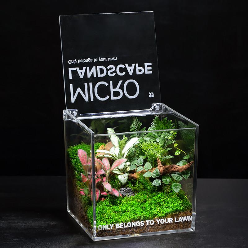 苔藓微景观生态雨林缸造办桌面植盆景成LZ-20240品室物内小盆栽公图片