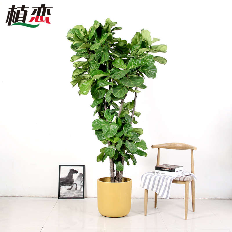 老桩琴叶榕盆栽室内大型植物北欧风网红大叶绿植办公室 苏州上海