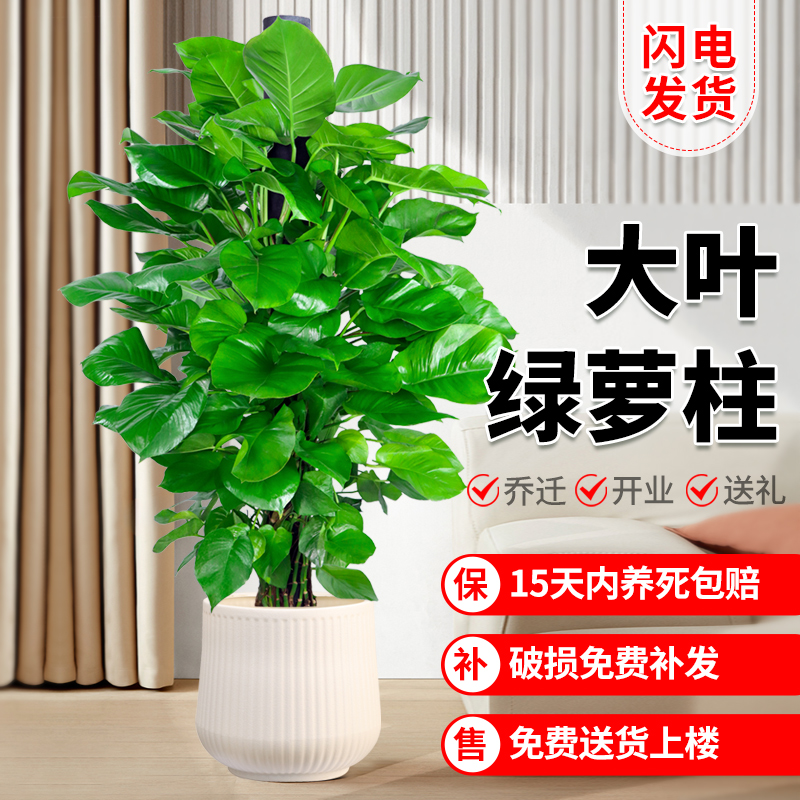 大叶绿萝柱盆栽客厅大型绿植办公室内除甲醛净化空气绿箩新房植物