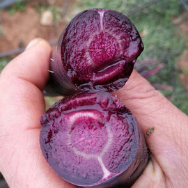 紫黑胡萝卜种子紫萝卜籽种紫色，蔬菜种籽黑孑子胡罗卜(胡罗卜)种大全罗卜