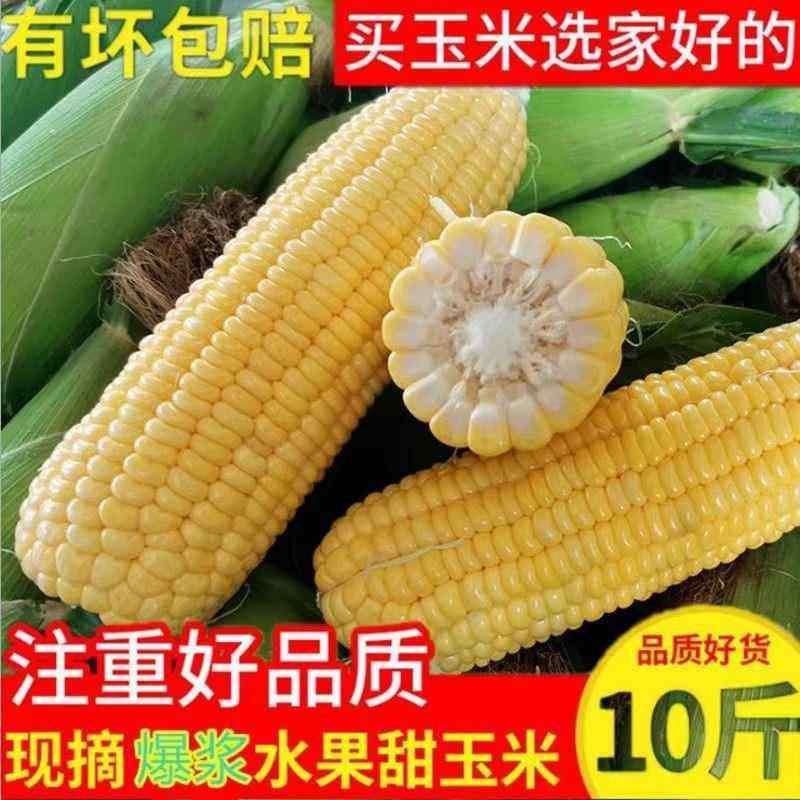 云南水果玉米5斤9斤包邮当季新鲜脆甜玉米棒牛奶包谷甜玉米整箱,水产肉类/新鲜蔬果/熟食,新鲜玉米,淘宝优惠券,粉丝福利购,淘宝优惠卷