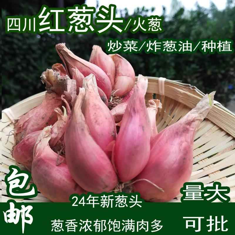 四川小香葱红紫皮火葱头种盆栽阳台四季葱榨葱油酥干葱头500g包邮