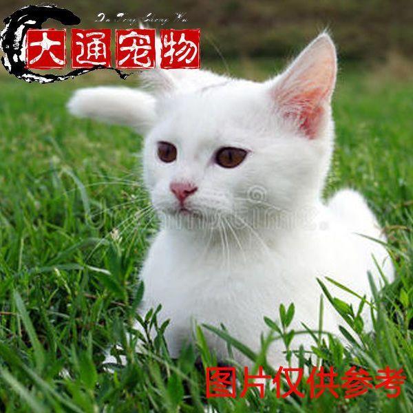 猫活体家养猫短腿猫宠物