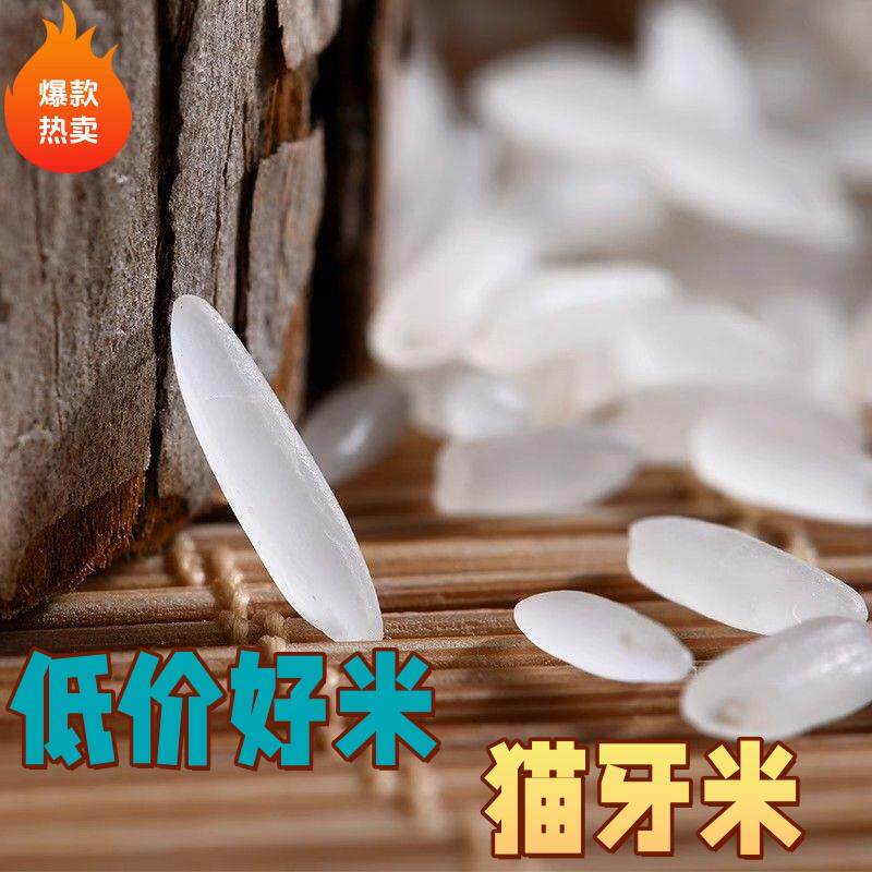 南方新米20斤正宗猫牙米10斤长粒香大米5斤优质便宜1斤新鲜好大米