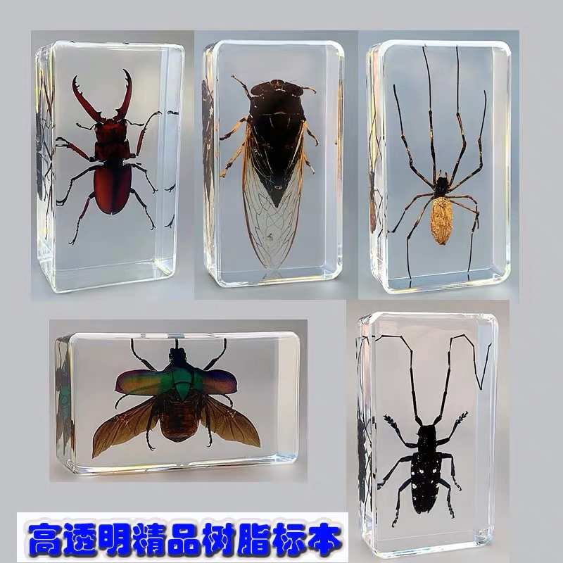 昆虫蝴蝶树脂滴胶标本diy制作工具套装琥珀凝胶手工材料硅胶模具