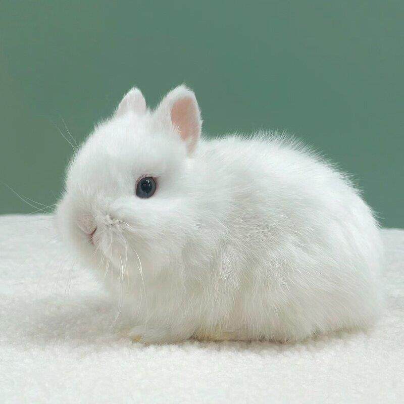 小型侏儒兔子活物长不大迷你兔儿童家养宿舍宠物兔荷兰垂耳兔活体