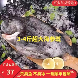 海参斑鲜冻海参斑，深海鱼石斑鱼深海鱼，海参斑一条3斤-4斤食品