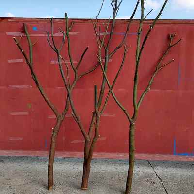 天然干枝香AL102103樟干树杈子枯树枝屏风树树架子树灯去皮枝树帆