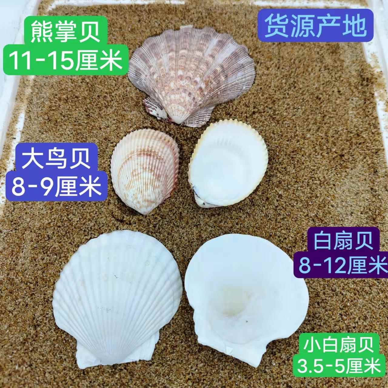 贝壳 天然海螺贝壳绘画手工材料可按斤地中海装饰 扇贝白贝壳定制图片