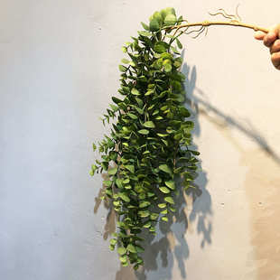 饰金钱叶吊藤塑胶假花绿植摄影 仿真植物尤加利壁挂婚庆路引家居装