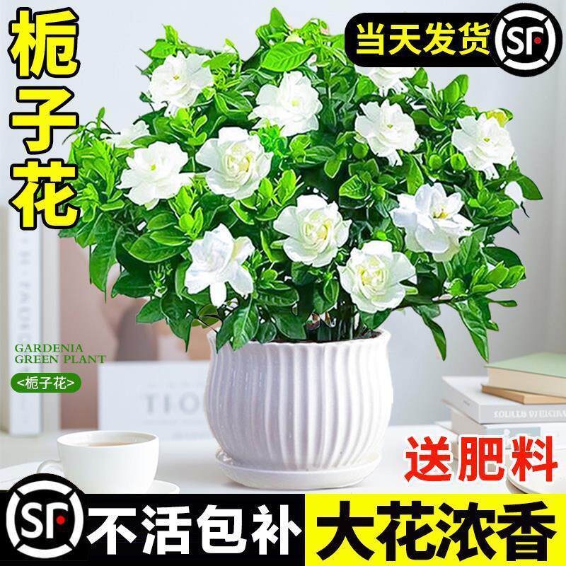 栀子花盆栽四季开花卉植物水培绿植清香木好养活牡丹茉莉花带花苞