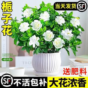 栀子花盆栽四季开花卉植物水培绿植清香木好养活牡丹茉莉花带花苞