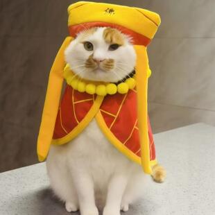 西天取经~唐僧猫咪衣服宠物袈裟披风中小型犬狗狗变身装拍照道具