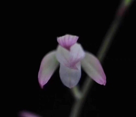 兰花苗建兰名品荷塘月色硬化一年半  白彩浓香花室内花卉绿植