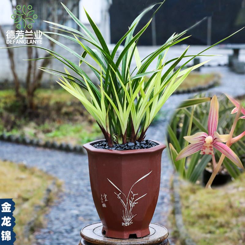 金边兰花金龙锦夏秋带花苞建兰四季兰盆栽浓香型客厅花卉植物室内