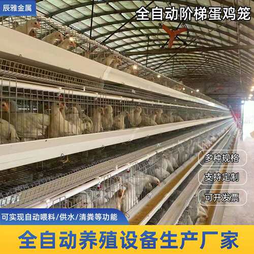 全自阶梯动蛋鸡笼自动捡蛋机养殖笼养鸡笼绿槽白槽三层四层蛋鸡笼