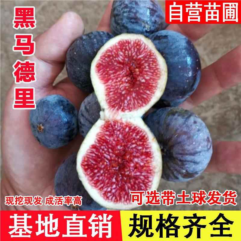 黑马德里无花果树苗特大红肉紫果无花果苗阳台盆地栽种植当年结果