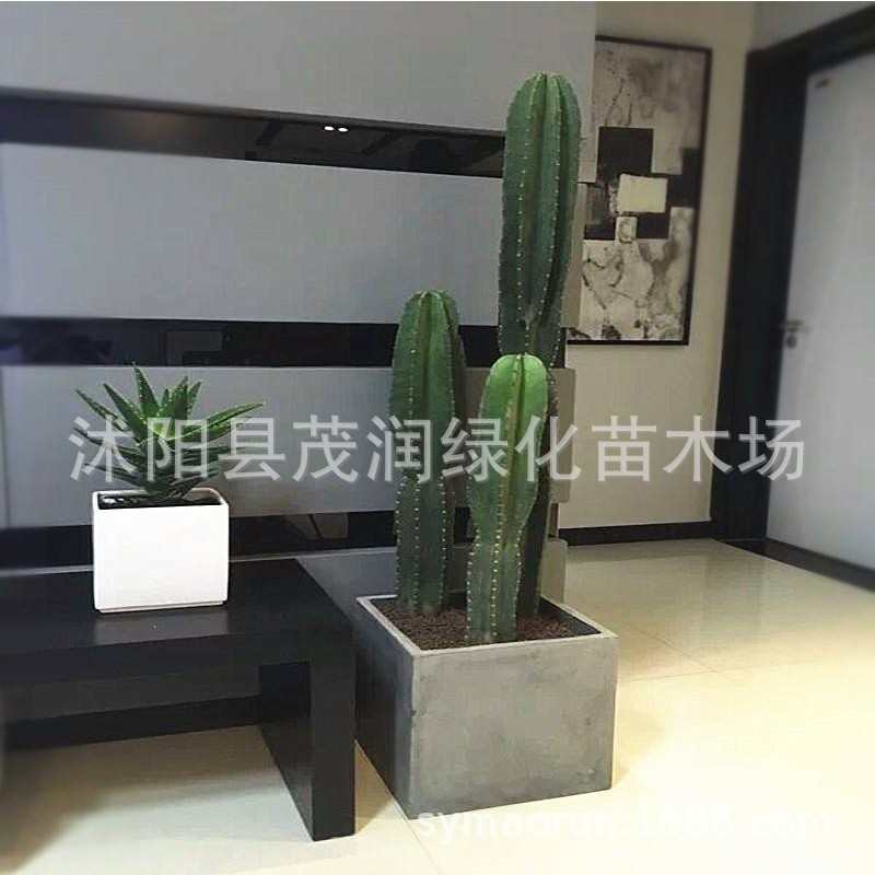 仙人柱量天尺盆栽北欧风室内中型客厅好养多肉植物无刺仙人掌绿植