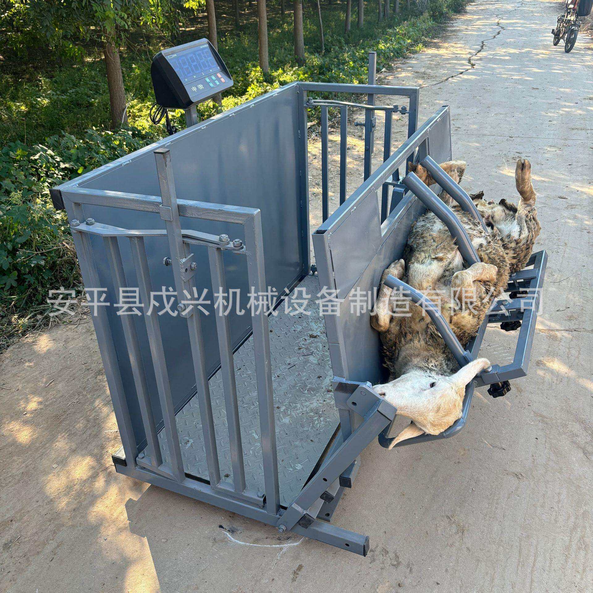 称重羊防疫通道翻转修羊蹄剪羊毛流水线式操作机械