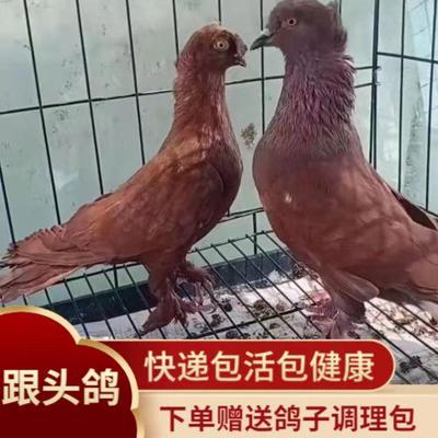 翻翻种鸽一对 成年种鸽一对 成对单只都有包邮包活包下蛋