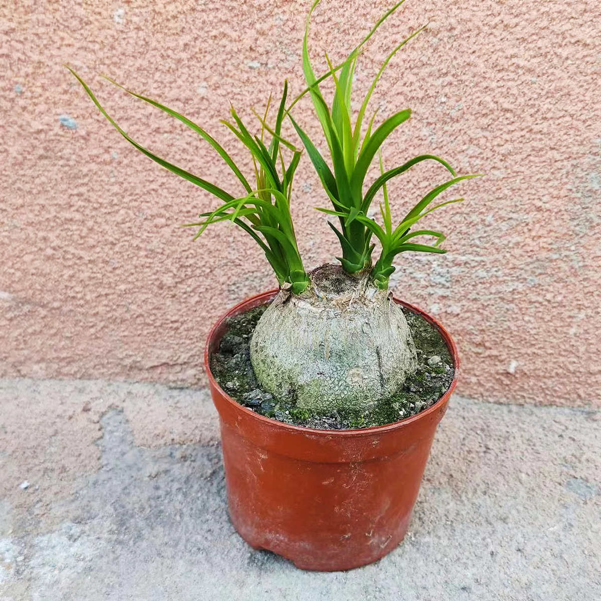 酒瓶兰盆栽植物室内外好养花卉水培植物四季常青耐旱耐寒桌面植物