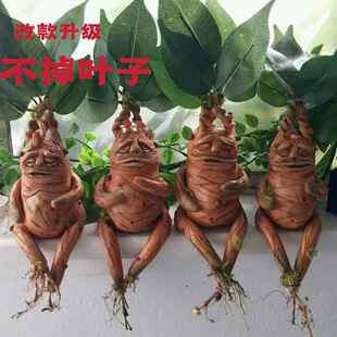 跨境新品曼德拉树脂摆件Mandrake家居装饰曼德拉厂家现货直供