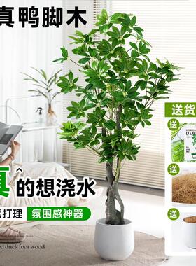 鸭脚木彷真绿色植物室内大型落地彷生绿植物盆景高端轻奢造景装饰